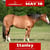 Horse ad