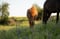 Horse ad