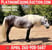 Horse ad