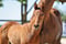 Annonce cheval