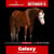 Paardadvertentie