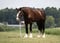 Annonce cheval