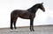 Annuncio cavallo