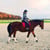 Horse ad