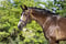 Annuncio cavallo