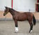 Annonce cheval
