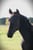 Horse ad