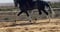 Horse ad