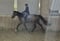 Horse ad