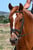 Annuncio cavallo