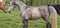 Pferdeinserat