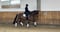 Horse ad