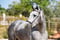 Annuncio cavallo