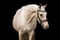 Annuncio cavallo