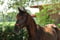 Annuncio cavallo