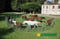 Annonce cheval
