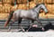Horse ad