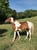 Horse ad