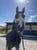 Horse ad