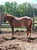Horse ad