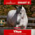 Horse ad