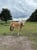 Annonce cheval