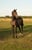 Horse ad