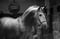 Horse ad
