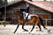 Annuncio cavallo