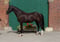 Annuncio cavallo