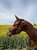 Annuncio cavallo