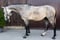 Annuncio cavallo