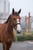 Annonce cheval