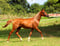 Horse ad