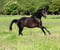 Annuncio cavallo