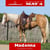 Horse ad