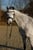Horse ad