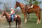 Anuncio de caballos