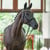 Annuncio cavallo