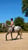 Horse ad
