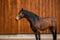 Annonce cheval