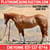 Horse ad