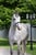 Horse ad