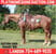 Horse ad