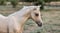 Horse ad