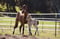 Horse ad