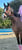 Anuncio de caballos