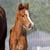 Annuncio cavallo
