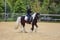 Horse ad