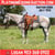 Horse ad